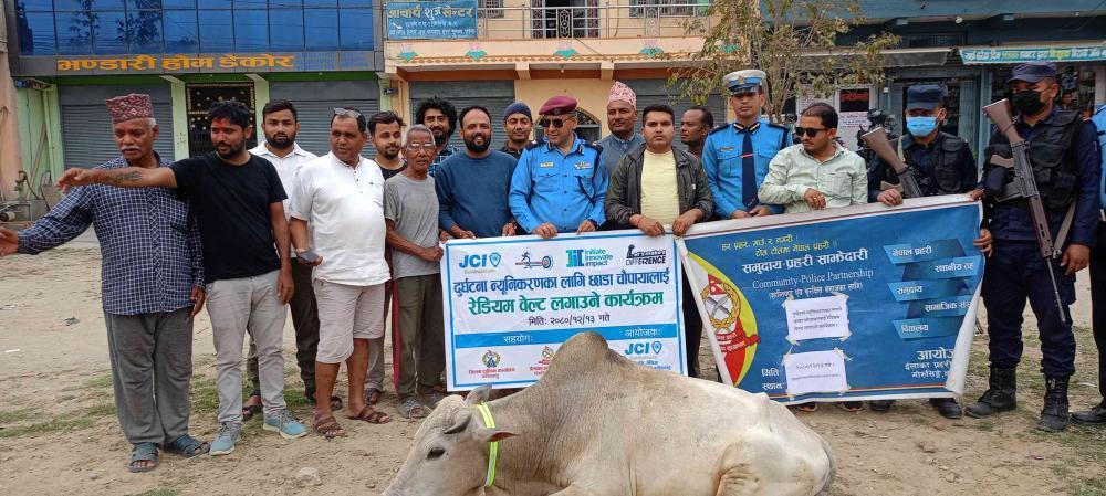 दुर्घटना न्यूनीकरणका लागि बुद्धभुमि जेसिजले थाल्यो अभियान, छाडा चौपायाको घाँटीमा रेडियम बेल्ट