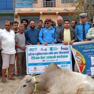 दुर्घटना न्यूनीकरणका लागि बुद्धभुमि जेसिजले थाल्यो अभियान, छाडा चौपायाको घाँटीमा रेडियम बेल्ट